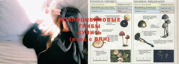 прущие грибы Беломорск